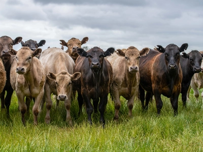 "모든 불체자 추방하면 우유·치즈도 없어"