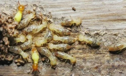 애틀랜타, 터마이트 피해 전국 11위