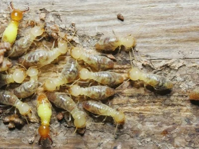 애틀랜타, 터마이트 피해 전국 11위