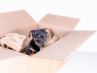 동물 불법 판매 단속에 힘 쏟는 조지아...조례 통과