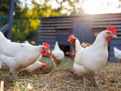 치솟는 계란 가격… 닭 사육 급증