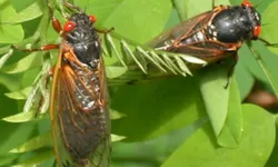 올봄 조지아에 17년만의 ‘매미떼’ 공습