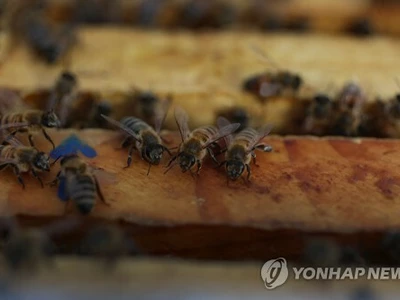 꿀벌이 과일 75% 맺어주는데…올겨울 원인모를 떼죽음에 비상