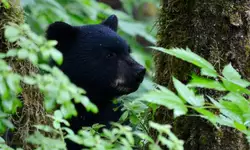 동면에서 깬 조지아 블랙곰 주의보