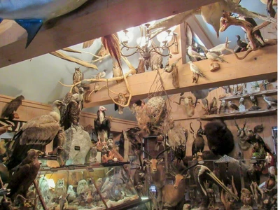 한국 멸종위기 조류 밀매 조지아 의사에 거액 벌금