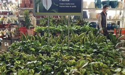 인플레에 식물 비용도 아깝다… 집에서 식물 번식하기