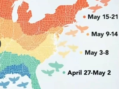 조지아 밤하늘 매일 일천만 마리 철새 장관