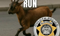 둘루스 곳곳 종횡무진 염소 ‘수배령’