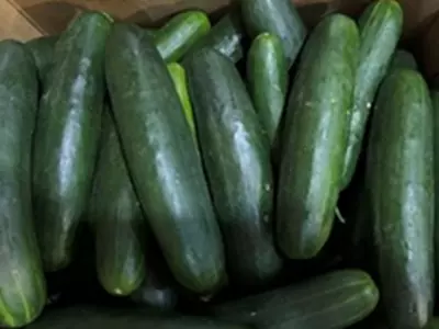 오이 살모넬라균 오염 리콜