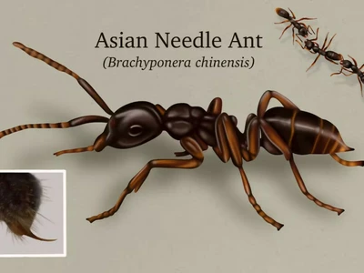 물리면 급성 쇼크…’아시안 침 개미’ 주의보