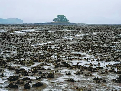 ‘400년 원시림’…로켓 쏘는 나로도 옆‘신비의 섬’에 가볼까