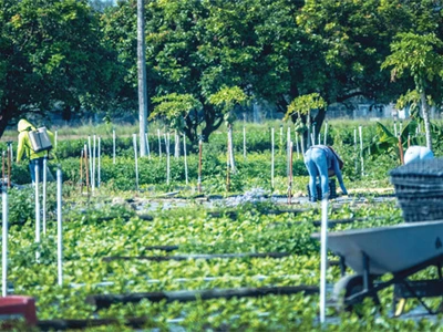농장까지 불체자 단속… 수확 차질·농산물 가격 급등
