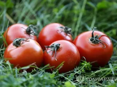 토마토가 지르는 비명 듣고 알 안 낳은 나방…논문 발표