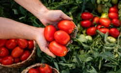 “토마토 필수 재료인데”… 20% 관세폭탄