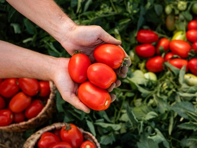 “토마토 필수 재료인데”… 20% 관세폭탄
