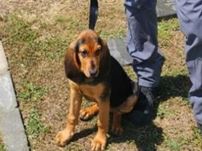 찜통 순찰차에 방치 경찰견 사망