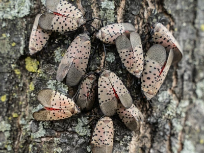 살인벌·침개미 이어 이번엔 매미충까지