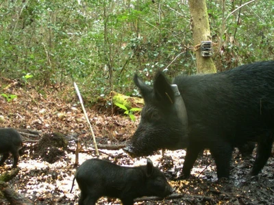 조지아 농가, 급증 야생돼지로 ‘골머리’