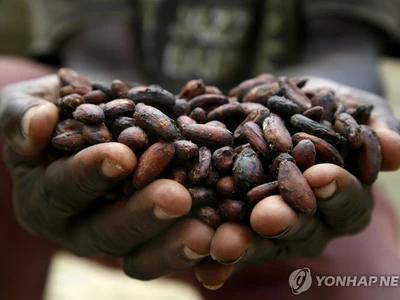 코코아값 3년새 3.3배 올랐는데…아프리카 농민들 눈물 ‘여전’