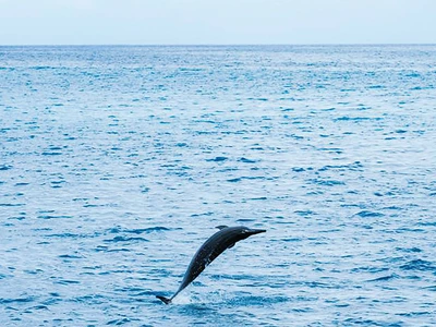 와이키키 일광욕? 산악자전거로‘쥬라기 공원’탐험하는 하와이