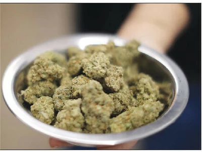 로비 통했나… “트럼프, 마리화나 규제 완화 검토”