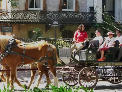 사바나 ‘폭염 속 마차 투어’ 금지