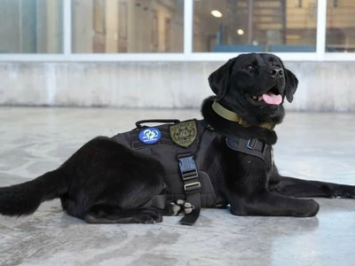 귀넷, 포르노 저장 기기 식별 탐지견 배치