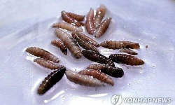 '살 파먹는 구더기' 인체감염 중남미 거쳐 미국서 발견