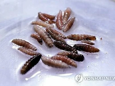 '살 파먹는 구더기' 인체감염 중남미 거쳐 미국서 발견