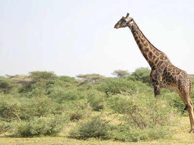 ‘사막의 신기루’에서 ‘아프리카의 심장’까지