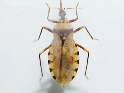 ‘침묵의 살인자’ 샤가스병 미 확산