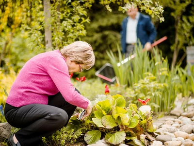 ‘멀치 화산’ 나무에 치명적 손상… 집값에도 악 영향