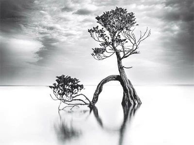 [제4회 한국일보 사진공모전] 김연동씨 ‘나무의 춤’ 영예의 대상