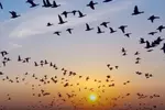 조지아 밤하늘 수백만 마리 철새 ‘장관’