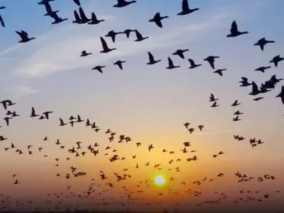 조지아 밤하늘 수백만 마리 철새 ‘장관’