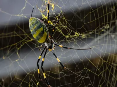 조로 거미, 조지아 전역 확산