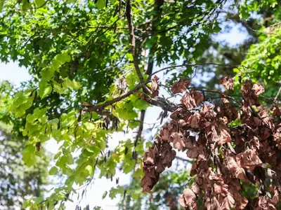 주 후반 비소식…돌발가뭄 해소되나