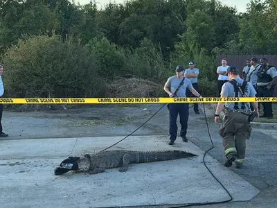 “배고파! 햄버거 좀…” 맥도널드에 악어 ‘어슬렁’
