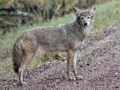 코요테에 손 들은 조지아 당국