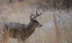 조지아 사슴 사냥 시즌 18일 시작