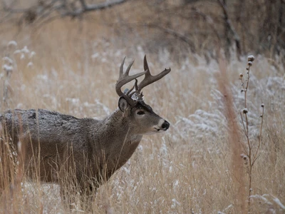 조지아 사슴 사냥 시즌 18일 시작
