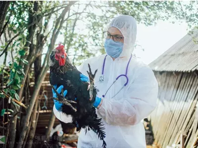 조지아 북부서 또 조류독감 확진