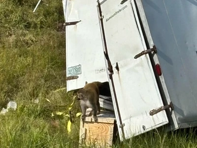 고속도로서 교통사고로 '바이러스 감염' 실험실 원숭이 무리 탈출