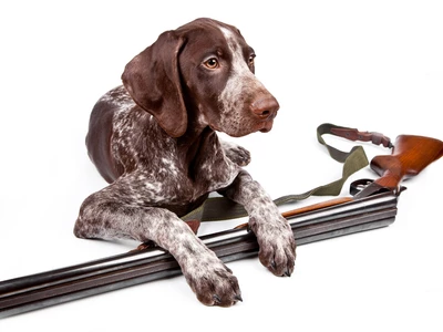 침대에 총 뒀다가…반려견이 잘못 밟아 주인에 총상