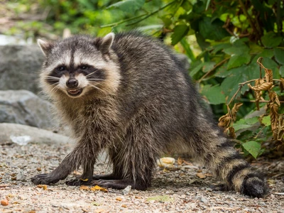 다친 라쿤 구하려다 물려 광견병 감염