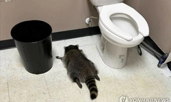 주류판매점 침입해 '만취실신'한 범인은 라쿤