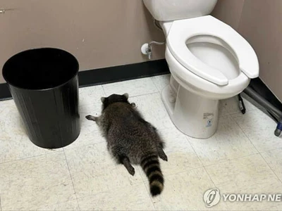 주류판매점 침입해 '만취실신'한 범인은 라쿤