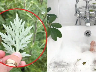 한국에는 사방에 널린 ‘이것’… 몸값 ‘쑥’ 올라 고급 재료로 쓰인다는데, 효능은?