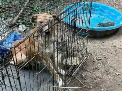 불법 투견 조지아 남성에 종신형 가능성