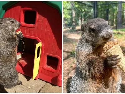 2월 2일은 그라운드호그 데이, 봄 예측 누가 맞힐까